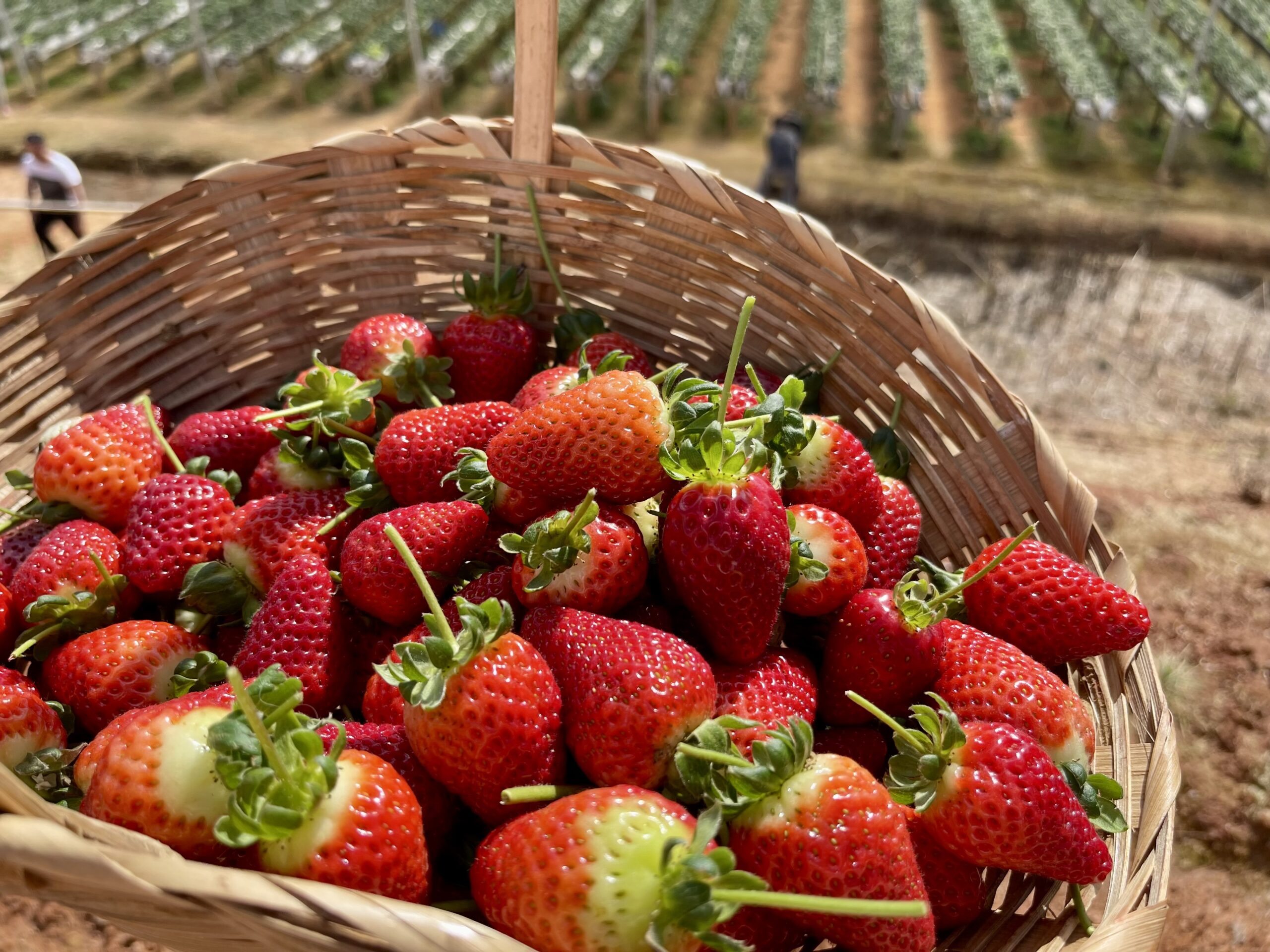 Jogos da Moranguinho - Colhendo Morangos (Harvesting Strawberries